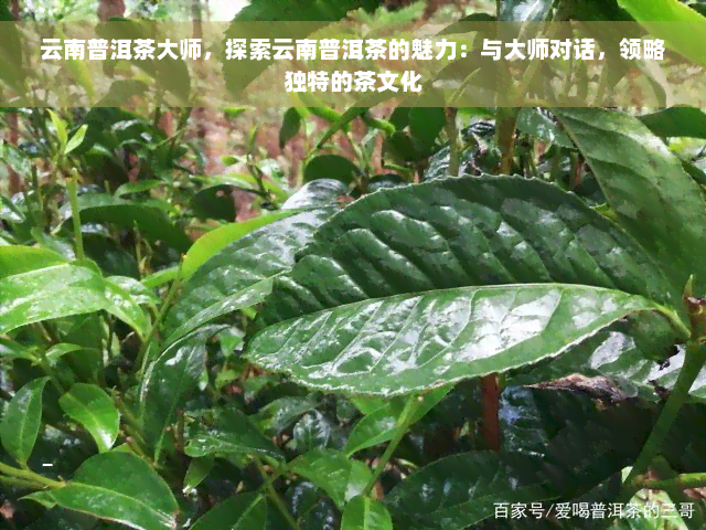 云南普洱茶大师，探索云南普洱茶的魅力：与大师对话，领略独特的茶文化