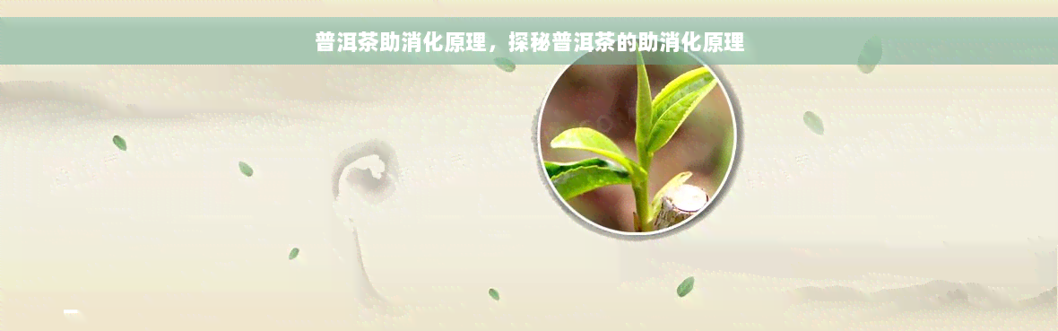 普洱茶助消化原理，探秘普洱茶的助消化原理