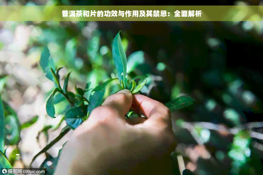 普洱茶和片的功效与作用及其禁忌：全面解析