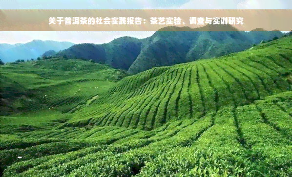 关于普洱茶的社会实践报告：茶艺实验、调查与实训研究