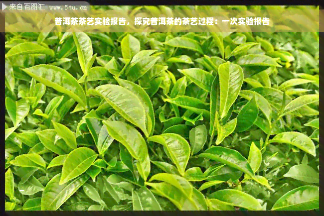 普洱茶茶艺实验报告，探究普洱茶的茶艺过程：一次实验报告