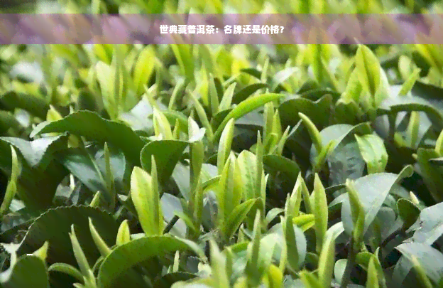 世典藏普洱茶：名牌还是价格？