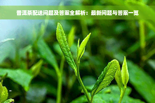 普洱茶配送问题及答案全解析：最新问题与答案一览