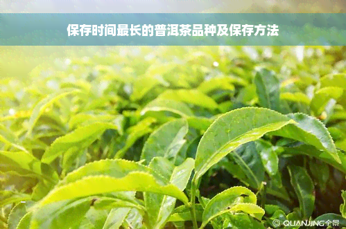 保存时间最长的普洱茶品种及保存方法