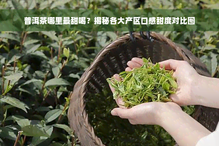 普洱茶哪里最甜喝？揭秘各大产区口感甜度对比图