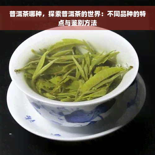 普洱茶哪种，探索普洱茶的世界：不同品种的特点与鉴别方法