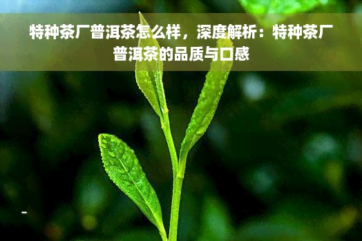 特种茶厂普洱茶怎么样，深度解析：特种茶厂普洱茶的品质与口感