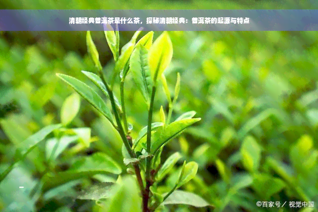 清朝经典普洱茶是什么茶，探秘清朝经典：普洱茶的起源与特点