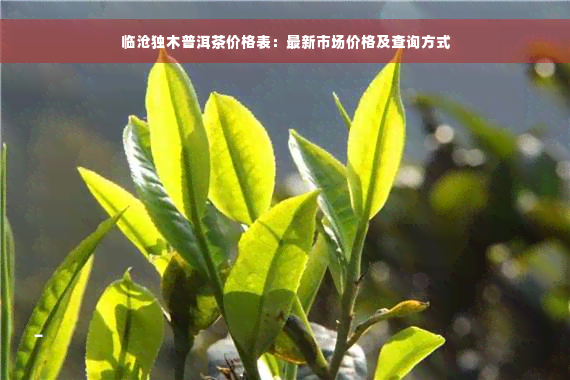 临沧独木普洱茶价格表：最新市场价格及查询方式