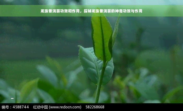 龙珠普洱茶功效和作用，探秘龙珠普洱茶的神奇功效与作用