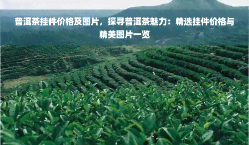 普洱茶挂件价格及图片，探寻普洱茶魅力：精选挂件价格与精美图片一览