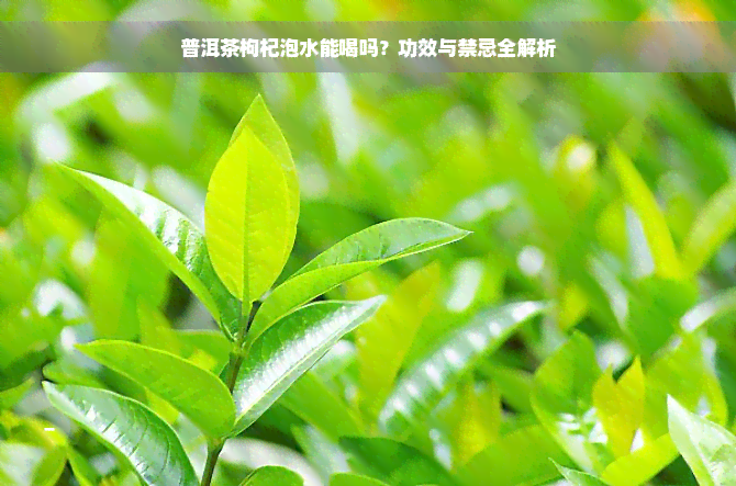 普洱茶枸杞泡水能喝吗？功效与禁忌全解析