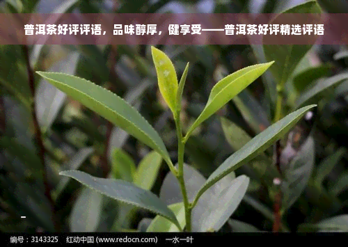 普洱茶好评评语，品味醇厚，健享受——普洱茶好评精选评语