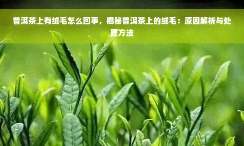 普洱茶上有绒毛怎么回事，揭秘普洱茶上的绒毛：原因解析与处理方法