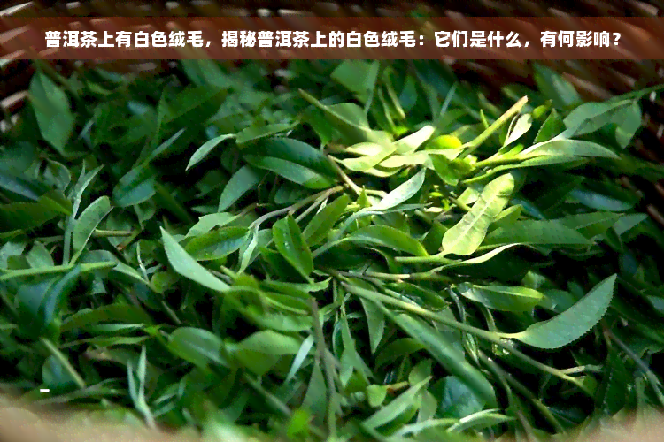 普洱茶上有白色绒毛，揭秘普洱茶上的白色绒毛：它们是什么，有何影响？