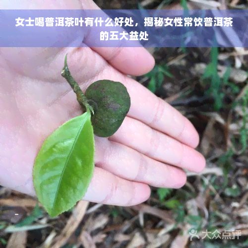 女士喝普洱茶叶有什么好处，揭秘女性常饮普洱茶的五大益处