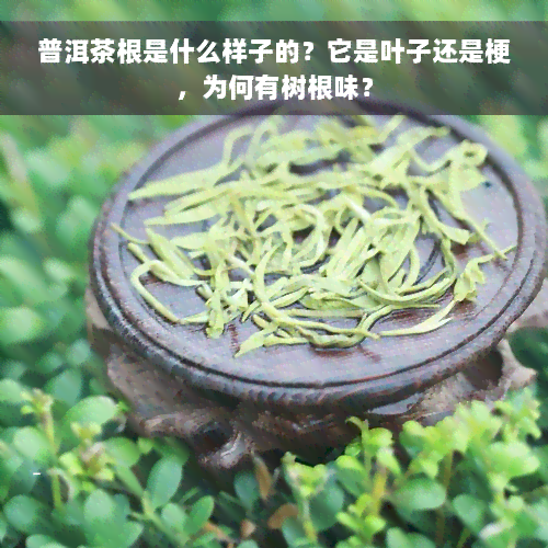 普洱茶根是什么样子的？它是叶子还是梗，为何有树根味？