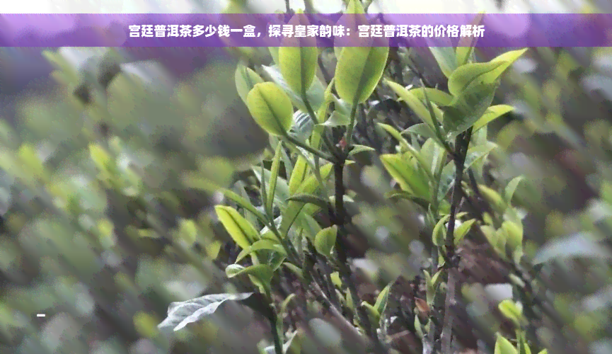 宫廷普洱茶多少钱一盒，探寻皇家韵味：宫廷普洱茶的价格解析