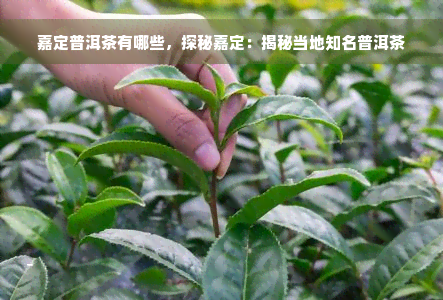 嘉定普洱茶有哪些，探秘嘉定：揭秘当地知名普洱茶