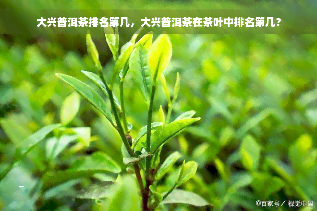 大兴普洱茶排名第几，大兴普洱茶在茶叶中排名第几？