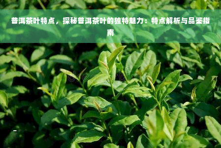 普洱茶叶特点，探秘普洱茶叶的独特魅力：特点解析与品鉴指南