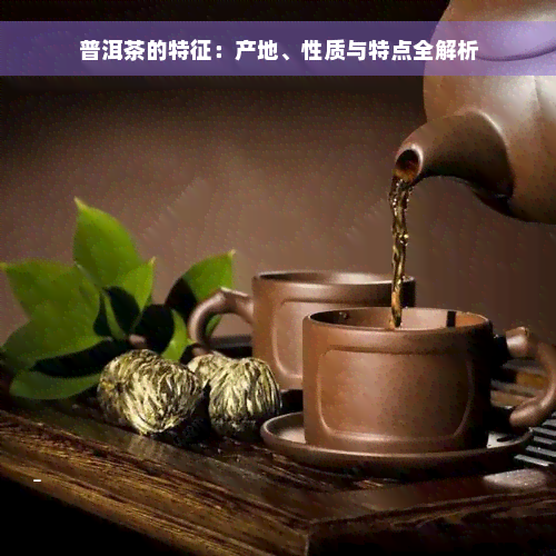 普洱茶的特征：产地、性质与特点全解析