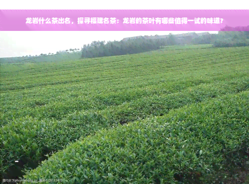 龙岩什么茶出名，探寻福建名茶：龙岩的茶叶有哪些值得一试的味道？