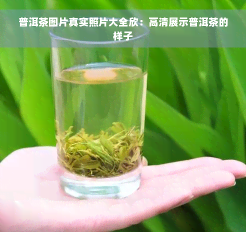 普洱茶图片真实照片大全欣：高清展示普洱茶的样子