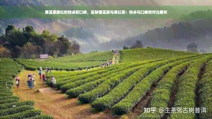 普洱茶滇红的特点和口感，探秘普洱茶与滇红茶：特点与口感的对比解析