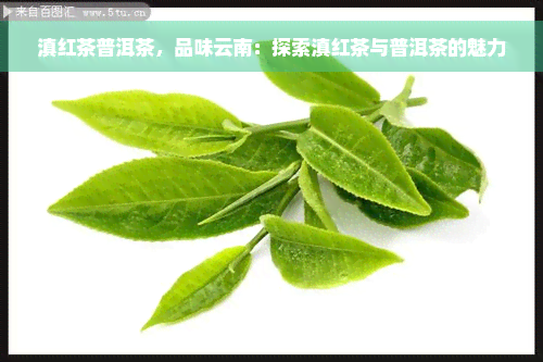 滇红茶普洱茶，品味云南：探索滇红茶与普洱茶的魅力