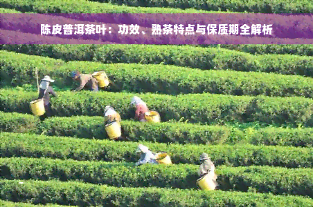 陈皮普洱茶叶：功效、熟茶特点与保质期全解析