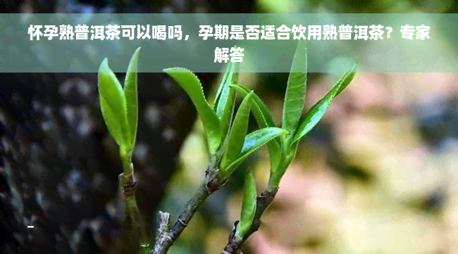 怀孕熟普洱茶可以喝吗，孕期是否适合饮用熟普洱茶？专家解答