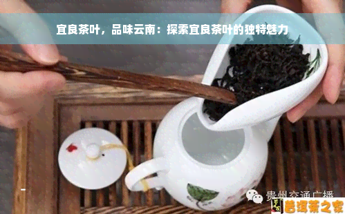 宜良茶叶，品味云南：探索宜良茶叶的独特魅力