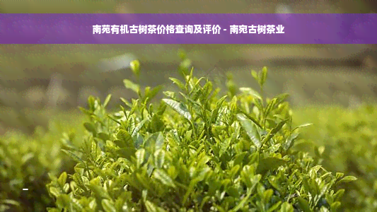 南苑有机古树茶价格查询及评价 - 南宛古树茶业