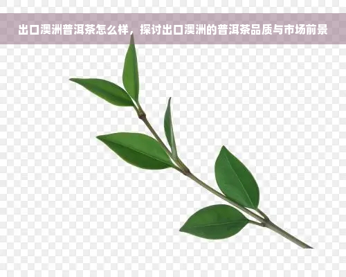 出口澳洲普洱茶怎么样，探讨出口澳洲的普洱茶品质与市场前景