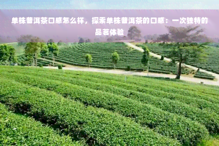 单株普洱茶口感怎么样，探索单株普洱茶的口感：一次独特的品茗体验