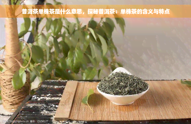 普洱茶单株茶是什么意思，探秘普洱茶：单株茶的含义与特点