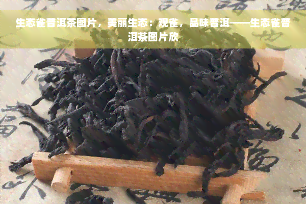 生态雀普洱茶图片，美丽生态：观雀，品味普洱——生态雀普洱茶图片欣