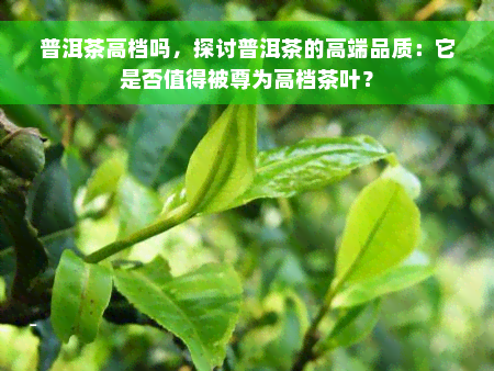 普洱茶高档吗，探讨普洱茶的高端品质：它是否值得被尊为高档茶叶？