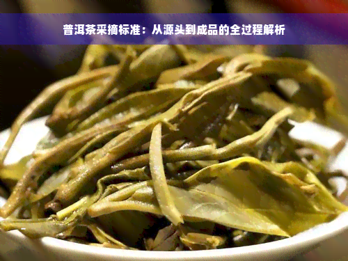 普洱茶采摘标准：从源头到成品的全过程解析