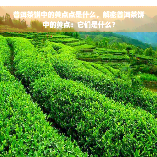 普洱茶饼中的黄点点是什么，解密普洱茶饼中的黄点：它们是什么？