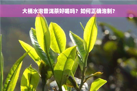 大桶水泡普洱茶好喝吗？如何正确泡制？