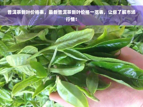 普洱茶新叶价格表，最新普洱茶新叶价格一览表，让你了解市场行情！