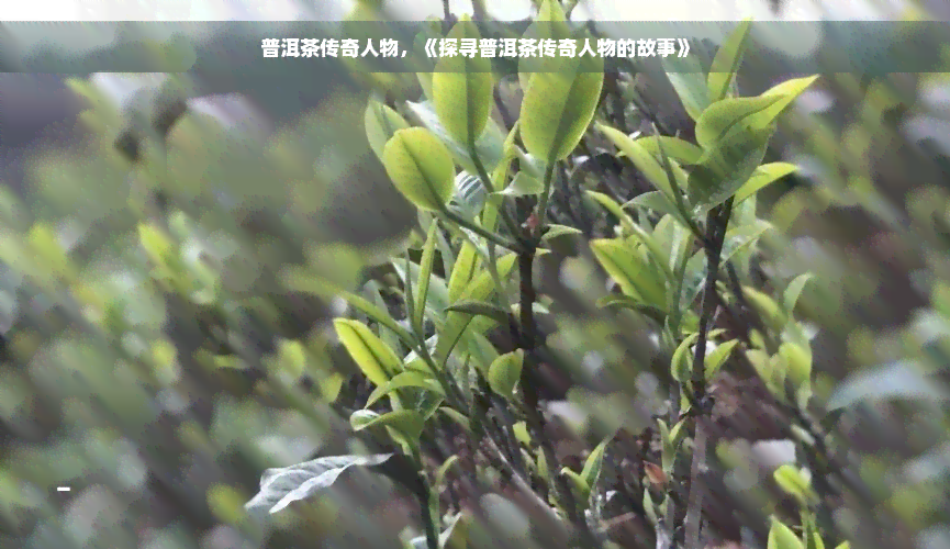 普洱茶传奇人物，《探寻普洱茶传奇人物的故事》