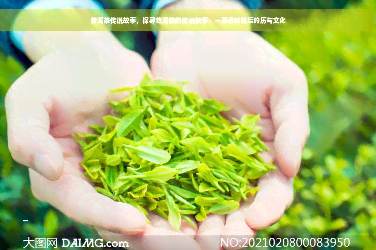 普洱茶传说故事，探寻普洱茶的传说故事：一壶香醇背后的历与文化