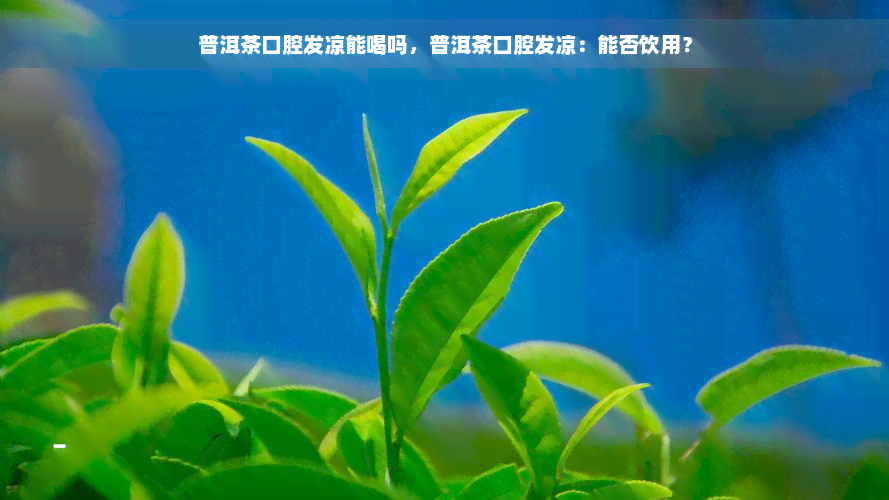 普洱茶口腔发凉能喝吗，普洱茶口腔发凉：能否饮用？