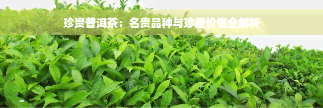 珍贵普洱茶：名贵品种与珍藏价值全解析