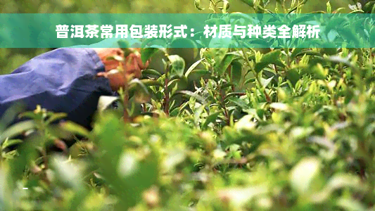 普洱茶常用包装形式：材质与种类全解析