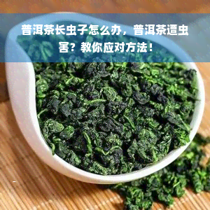 普洱茶长虫子怎么办，普洱茶遭虫害？教你应对方法！