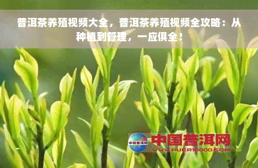 普洱茶养殖视频大全，普洱茶养殖视频全攻略：从种植到管理，一应俱全！